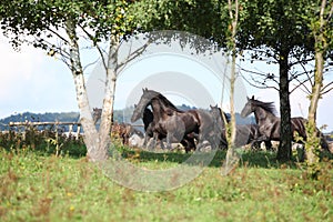 Beautiful black horses running