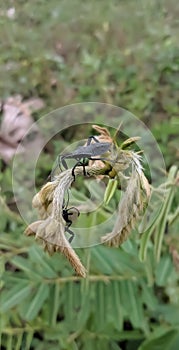 BEAUTIFUL BLACK INSECT IN GARDEN