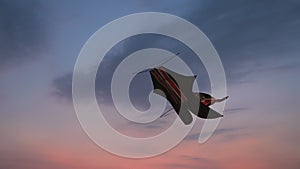 Beautiful black kite in form of fish develop in the wind in flight against background of blue orange sunset cloud sky