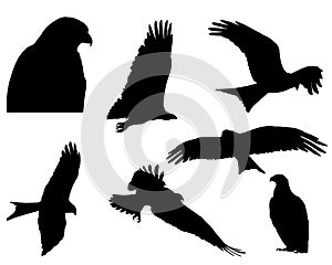 Beautiful black kite Silhouette of Eagles vector illustration