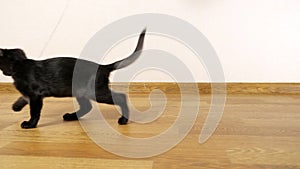 Beautiful black kitten playing with a mouse-toy on a string