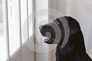 beautiful black labrador dog sitting and looking away by the window searching or waiting for his owner. Pets outdoors