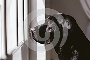 Beautiful black labrador dog standing and looking away by the window searching or waiting for his owner. Pets indoors