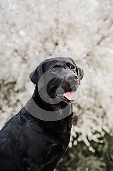 Beautiful black labrador dog standing over white almond tree flowers. Spring time concep