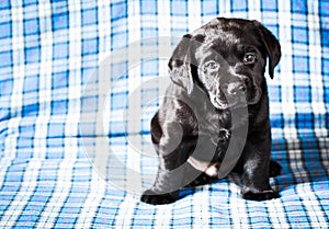 Beautiful Black Labrador Puppy Dog