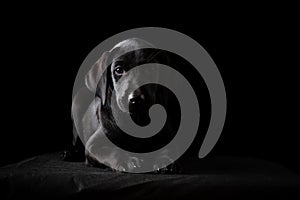 Beautiful black labrador puppy lying