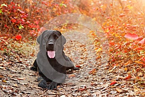 Beautiful black labrador retriever lies against an autumnal forest. Canine background