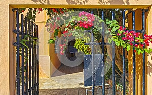 Beautiful black lattice gate entrance with pink tropical flowers Mexico