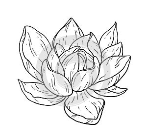 Beautiful black lotus flower monochrome vector hand work illustration is isolated on a white background. Decorative element