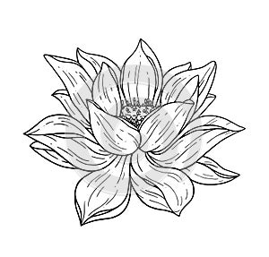 Beautiful black lotus flower monochrome vector hand work illustration is isolated on a white background. Element for design