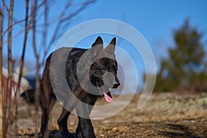 Beautiful black male German Shepherd dog on a sunny spring afternoon in a meadow in Skaraborg Sweden