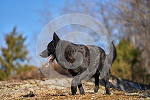Beautiful black male German Shepherd dog on a sunny spring afternoon in a meadow in Skaraborg Sweden