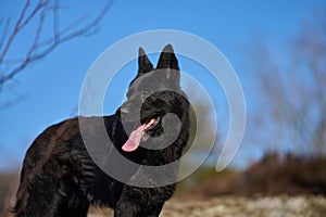 Beautiful black male German Shepherd dog on a sunny spring afternoon in a meadow in Skaraborg Sweden