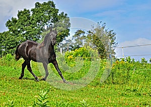 Beautiful black Morgan Horse running photo