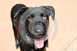 A beautiful black mutt with heterochromia