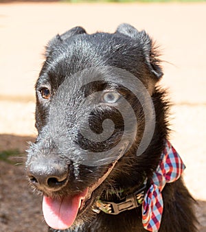 A beautiful black mutt with heterochromia