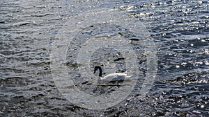 A beautiful black-necked swan Cygnus melancoryphus is floating on the lake