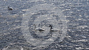 Beautiful black-necked swans swim in a blue lake. photo