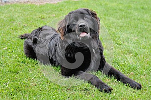 Beautiful Black Newfoundland Laying in the grass
