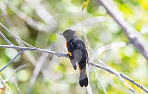 Beautiful Black & Orange Male American Redstart Setophaga ruticilla Perched on a Branch