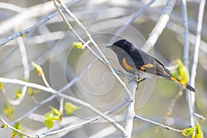 Beautiful Black & Orange Male American Redstart Setophaga ruticilla Perched on a Branch