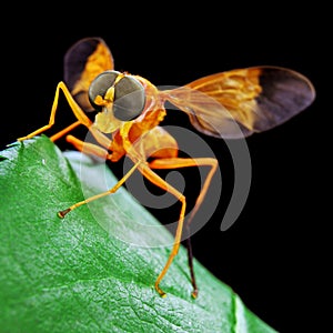 Orange Soldier Flyresting on a green leaf