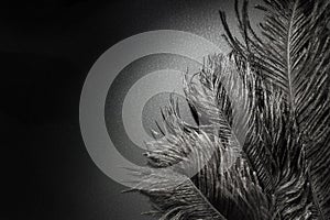 Beautiful Black Ostrich feathers. Spotlight. Black animal background. Art Deco style