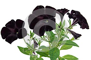 Beautiful black petunia