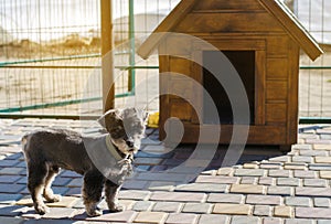 Beautiful black pooch dog near the booth on a sunny day. House for an animal. Selective focus