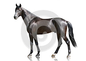The beautiful black powerfull thoroughbred stallion standing isolated on white background. Side view photo
