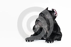 Beautiful black puppy of american pitbull terrier breed  lying down on white background.