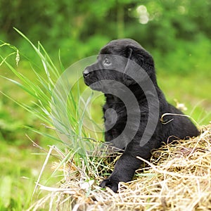 Beautiful black puppy dog Labrador