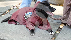 Beautiful black puppy in a Jedi costume