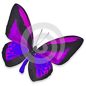 Beautiful Black and Purple butterfly