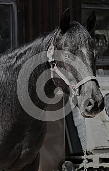 A beautiful black Quarter Horse mare with a black eye in Habertsweiler in the Stauden in Germany