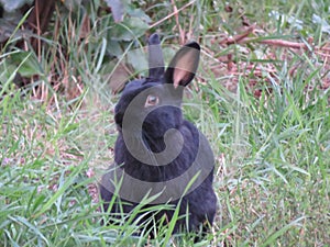 Beautiful black rabbit domestic farm animal rodent photo