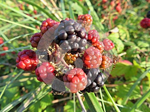 Beautiful black raspberry red fruit natural black tasty photo