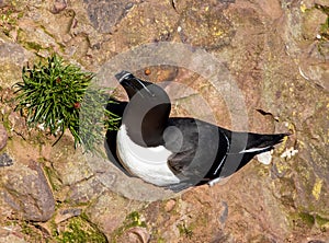 Beautiful black Razorbill (Alca torda) resting on the rock on a sunny day