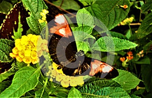 Black-red butterfly on a flower.