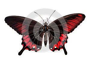 Beautiful black-red butterfly Papilio Rumanzovia, AI
