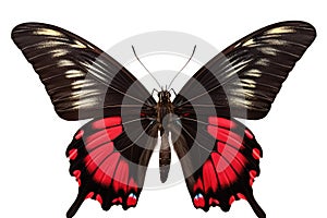 Beautiful black-red butterfly Papilio Rumanzovia, AI generated
