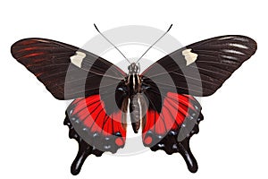 Beautiful black-red butterfly Papilio Rumanzovia