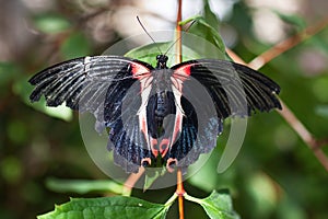 Beautiful black-red butterfly sitting on a green leaf