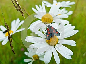 Beautiful black and red butterfly Zygaena filipendulae sitting on a large bright white and yellow Daisy. Summer photo-flowering