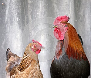 Beautiful black-red and brown chicken