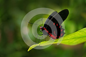 Beautiful black and red poison butterfly, Antrophaneura semperi, in the nature green forest habitat, wildlife, Indonesia. Insect