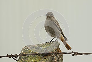 A beautiful Black Redstart, Phoenicurus ochruros, perching on a concrete post on a dark rainy day. It is hunting for insects to ea