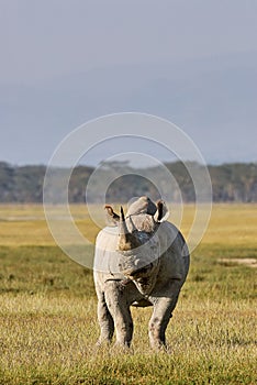 Beautiful black rhino