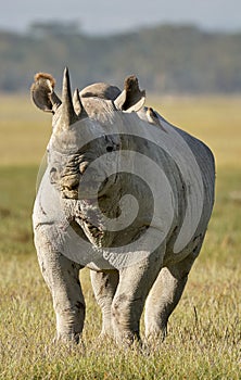 Beautiful black rhino