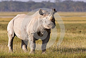 Beautiful black rhino